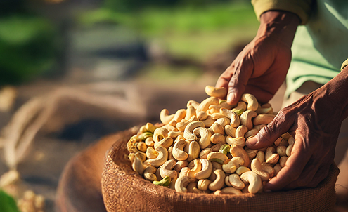 Processing Cashews